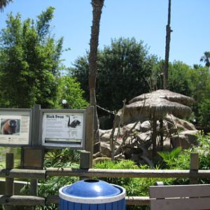 red ruff lemur and black swan exhibit