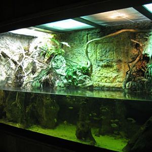 lizard and turtle and fish exhibit.