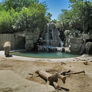 asian elephant exhibit