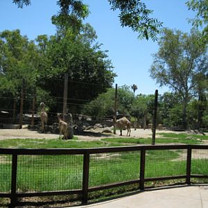 giraffe and dromedary and eland exhibit