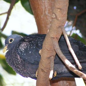 Olive pigeon 14.3.09