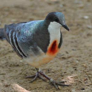 Bleeding heart pigeon/ Gallicolumba luzonica