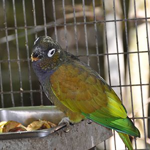 Scaly-headed parrot  / Pionus maximiliani