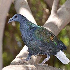 Nicobar pigeon/ Caloenas nicobarica