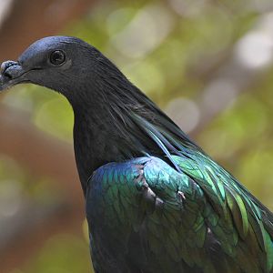 Nicobar pigeon/ Caloenas nicobarica