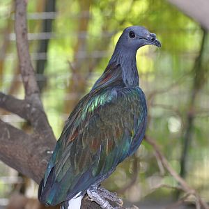 Nicobar pigeon/ Caloenas nicobarica