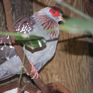 Speckled Pigeon 14.3.09