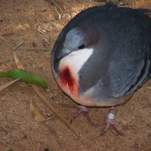 Luzon Bleeding-Heart Dove 25.12.10