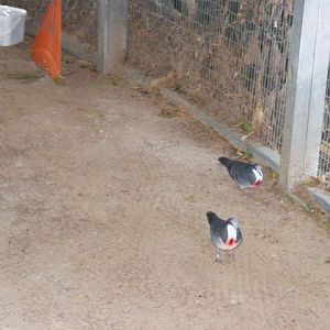 Luzon Bleeding-Heart Dove 25.12.10