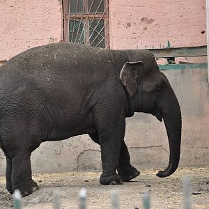 Asiatic elephant/ Elephas maximus