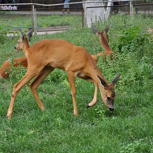Western roe deer/ Capreolus capreolus