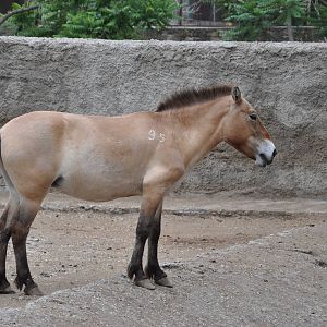 Przewalski`s wild horse/ Equus caballus przewalskii