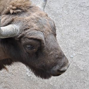 European wisent/ Bison bonasus