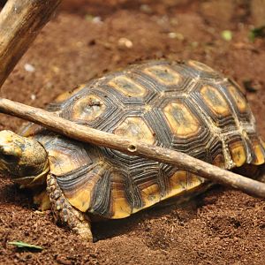 South American yellow-footed tortoise/ Chelonoidis denticulata