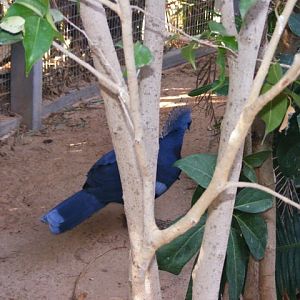 Victoria Crowned Pigeon 25.12.10