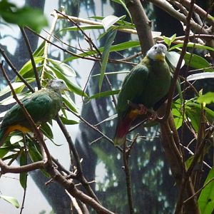 Black-Naped Fruit Dove 23.5.12