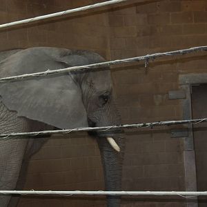 Fabric of Africa- Alice the Elephant