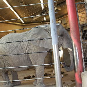 Fabric of Africa- African Elephant