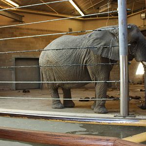 Fabric of Africa- African Elephant Indoor Exhibit