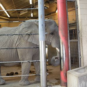 Fabric of Africa- African Elephant