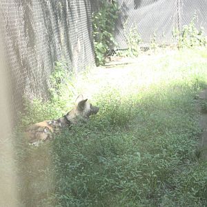 Fabric of Africa- African Wild Dog