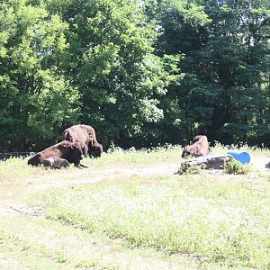 North America- American Bison
