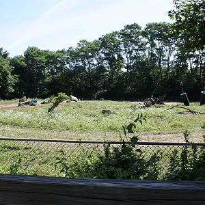 North America- American Bison Exhibit