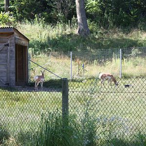 North America- Pronghorn