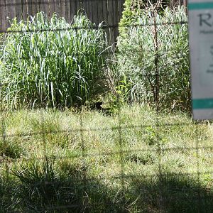 North America- Spot the Muntjac!