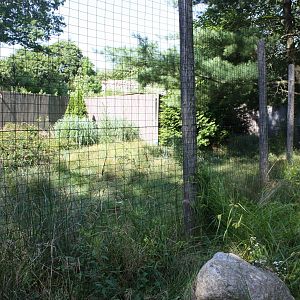 North America- Reeve's Muntjac Exhibit