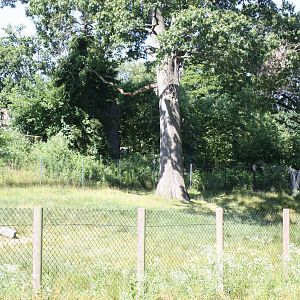 North America- Pronghorn Exhibit