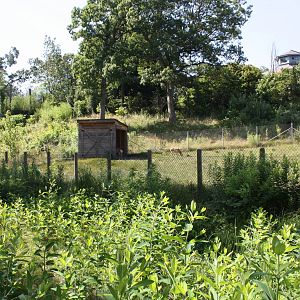North America- Pronghorn Viewing