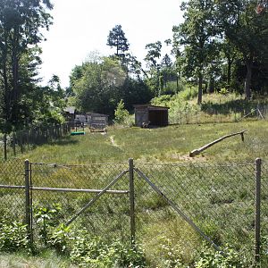 North America- Pronghorn Exhibit