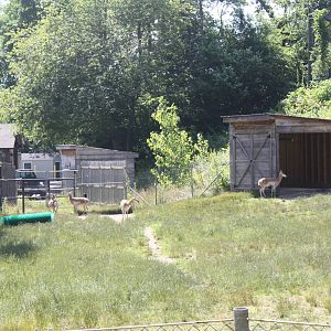 North America- Pronghorn