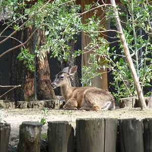 white tail deer zoologico los coyotes