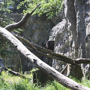 North America- Bald Eagle
