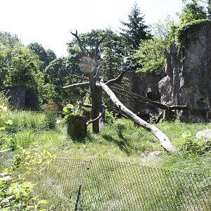 North America- Bald Eagle Exhibit