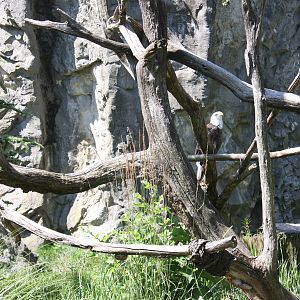 North America- Bald Eagle