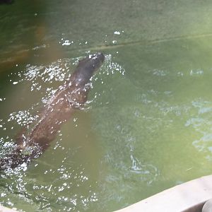 North America- North American River Otter
