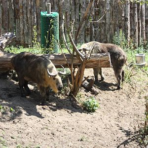 Marco Polo Trek- New Sichuan Takin
