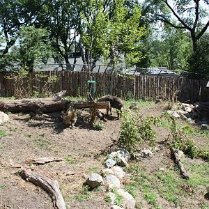 Marco Polo Trek- New Takin Exhibit