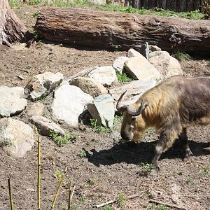 Marco Polo Trek- New Sichuan Takin