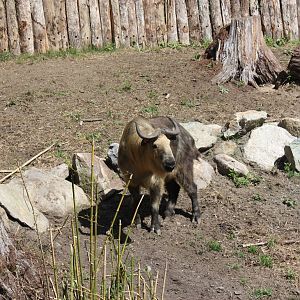 Marco Polo Trek- New Sichuan Takin