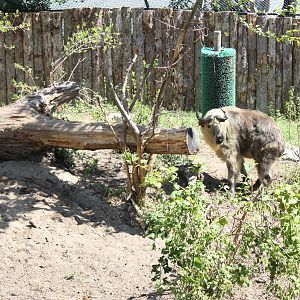 Marco Polo Trek- New Sichuan Takin