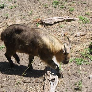 Marco Polo Trek- New Sichuan Takin