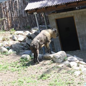 Marco Polo Trek- New Sichuan Takin