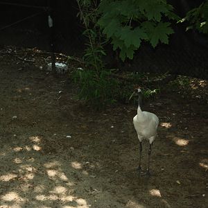 Marco Polo Trek- Red-Crowned Crane