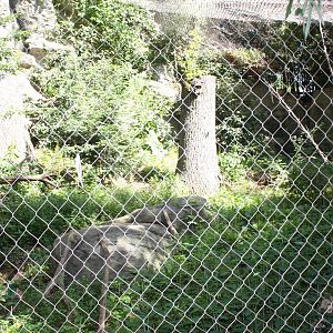 Marco Polo Trek- Snow Leopard Exhibit