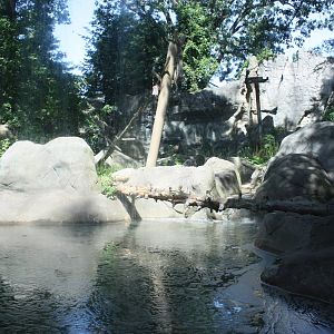 Marco Polo Trek- Asiatic Black Bear Exhibit