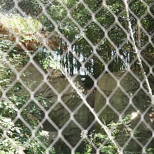 Marco Polo Trek- Snow Leopard